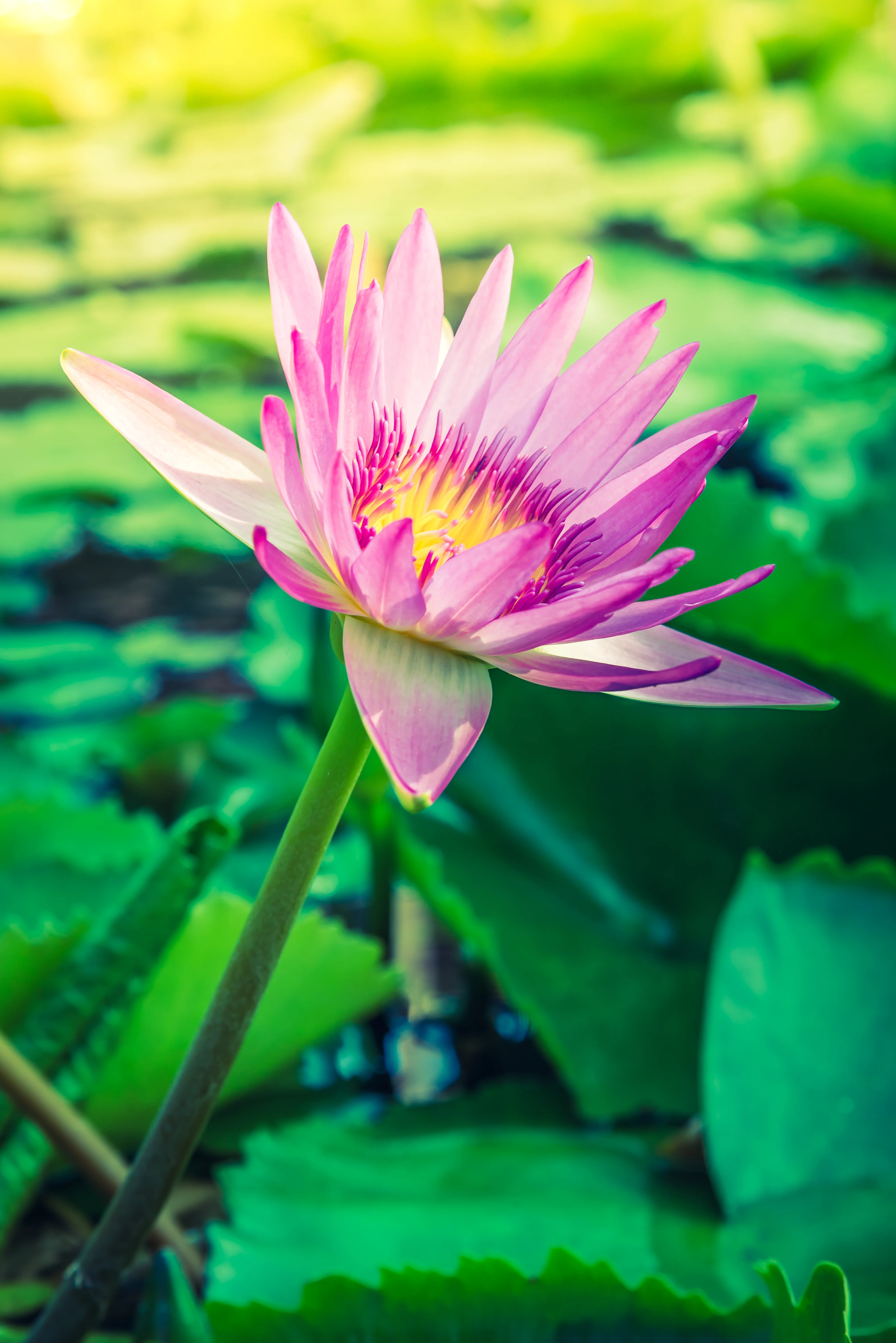 Sacred lotus flower at SOLAGAPE