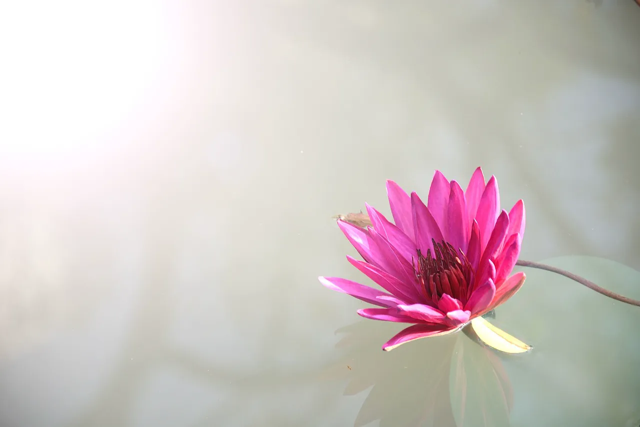 Lotus flower
